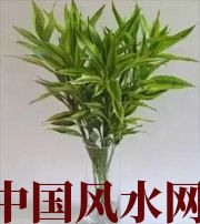 湖州十二生肖养什么植物最旺财运？你知道吗！